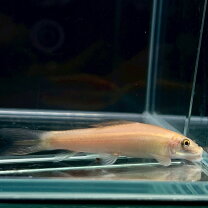 楽天市場】アルビノシルバーアロワナ（熱帯魚・アクアリウム｜ペット 