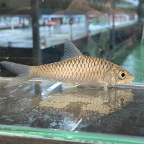 楽天市場】カラー プロキロ（熱帯魚・アクアリウム｜ペット・ペット 