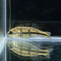 楽天市場】キクラ（観賞魚｜熱帯魚・アクアリウム）：ペット・ペット 