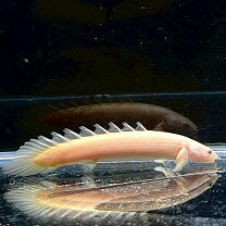 楽天市場】ポリプテルス セネガルス プラチナ（ペット・ペットグッズ 