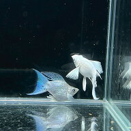 プラチナライアーテールバルーンモーリー (MLサイズ) (5匹) 不二熱帯魚 熱帯魚 淡水魚 モーリー