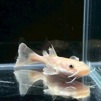 楽天市場】レッドテールキャット（観賞魚｜熱帯魚・アクアリウム 