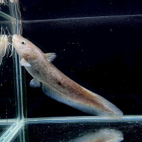 楽天市場】肉食魚生体の通販