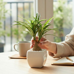 �l�H�ϗt�A�� ���� �m���i�|�b�g GLA-1226 1��