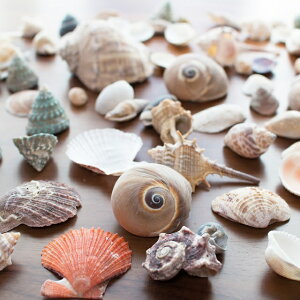 �V�R �L�k �Z�b�g �l�ߍ��킹 �~�b�N�X�V�F�� �C���e���A�V�F�� �J�S���� ��500g �n���h���C�h �H�� �N���t�g ���� �f�� �B�e����