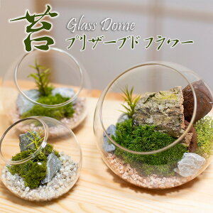 ۃv KXh[ CeA vU[uh  (8cm`15cm) H ͂Ȃ ۋ eE 蕨 v[g p zj Vzj Mtg hV̓