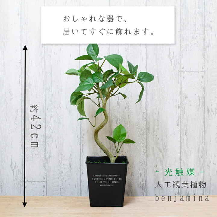 楽天市場】光触媒 人工観葉植物 ベンジャミン フェイクグリーン 造花 
