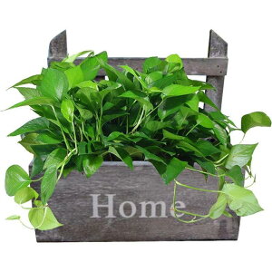 t[bN Aؔ  uX^h V R c [p u 둕 Ϗܗp ؐϕH Ǌ|  |pi SHOP DAN