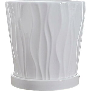 T{e Aؔ eRb^ Vv k `   ꌊt M ̗DG gCt ʋC  oRj[ SHOP DAN