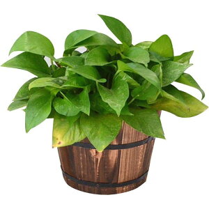 nMOؐoPbgv^[ - Be[WX^C̐Aؔ ǂɎtꂽÃv^[|bg ݒuɕ֗   SHOP DAN