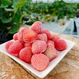 【桃薫 冷凍いちご 限定販売数量20袋】 希少 ギフト プチ贅沢 贈答用 プレゼント スイーツ おやつ 御祝 御礼 母の日 父の日 敬老の日 贈り物 内祝