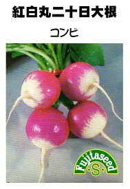 【藤田種子】紅白丸二十日大根　コンビ野菜のタネ