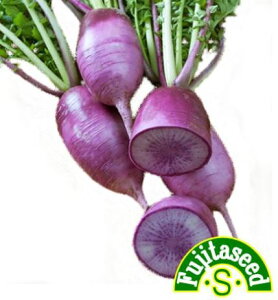 ycqzF1 ނ炳卪RADISH؂̎