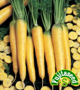 ycqzF1CG[LbgCARROT؂̎