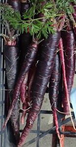 種 紫ニンジンの人気商品 通販 価格比較 価格 Com