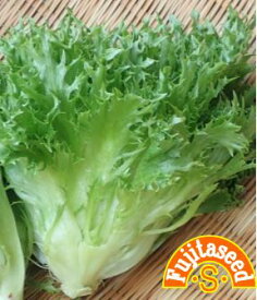 【藤田種子】ギザフリレタス野菜のタネ