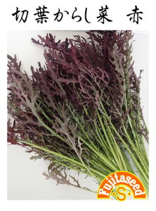 ycqzؗt炵؁@Ԗ؂̃^l