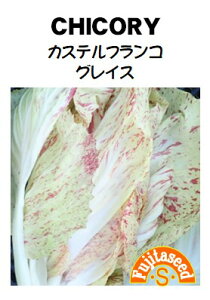 ycqz`R[JXetR OCX؂̃^l