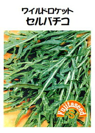 【藤田種子】セルバチコ（ワイルドロケット）野菜のタネ