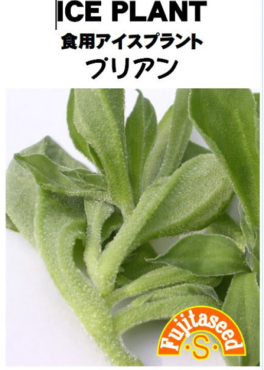 楽天市場 藤田種子 食用アイスプラント プリアン野菜のタネ 藤田種子株式会社