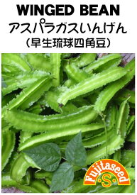【藤田種子】アスパラガスいんげん（早生琉球四角豆）WINGED BEAN野菜の種