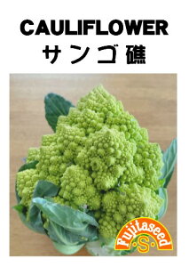 ycqzJt[@TSCAULIFLOWER؂̎