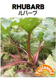 【藤田種子】ルバーブRHUBARB野菜の種