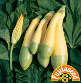 楽天市場 野菜 珍しい 種の通販 楽天市場 野菜 珍しい 種の通販
