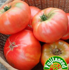 【藤田種子】トマト ピンクブランディワイン2野菜のタネ