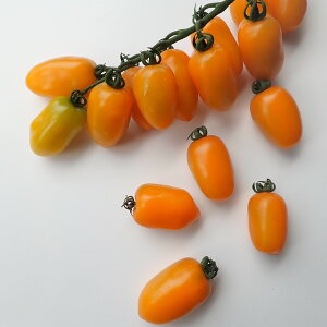 ycqz~jIWg}g F1 \[TOMATO؂̎