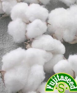 ycqz킽COTTON