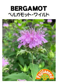 【藤田種子】ベルガモット・ワイルドハーブ種