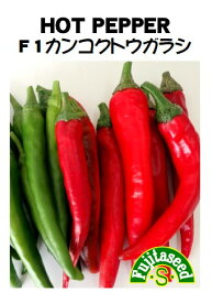 【藤田種子】F1 カンコクとうがらし野菜のタネ