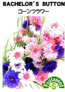 【藤田種子】コーンフラワーBACHELOR'S BUTTONハーブ種