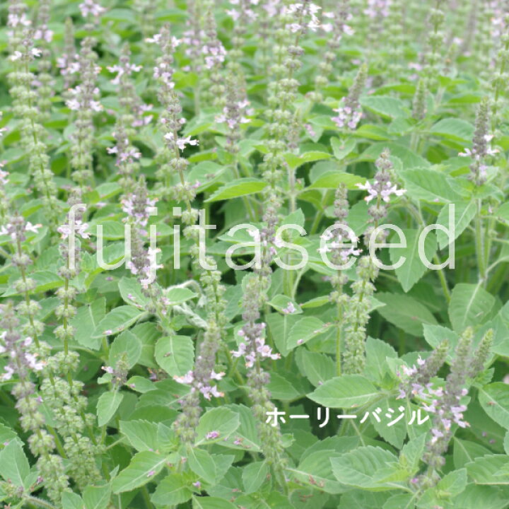 円 完璧 ハーブ タネ 種 ディル 藤田種子 円 完璧 ハーブ タネ 種 ディル 藤田種子