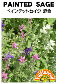【藤田種子】セイジペインテッドセイジ混合ハーブ種