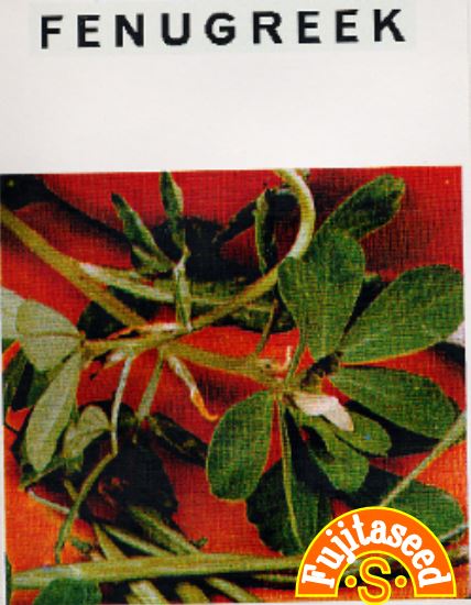 カレー粉にも入っているハーブ セール 特集 藤田種子 格安 価格でご提供いたします フェヌグリークハーブ種