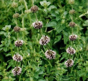 ycqzyj[C~gPENNY ROYALn[u