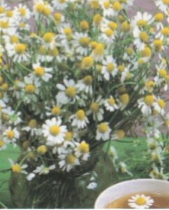 ycqz[}J~[ROMAN CHAMOMILEn[u