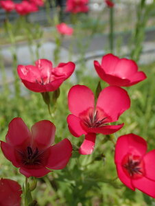 ycqztbNXEbhSCARLET FLAXn[u