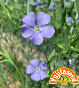 ycqztbNXEu[BLUE FLAXn[u