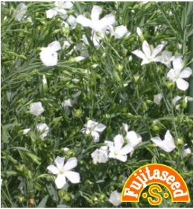 ycqztbNXEzCgWHITE FLAXn[u