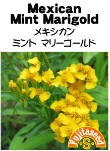【藤田種子】メキシカンミントマリーゴールドMEXICAN MINT MARIGOLDハーブ種