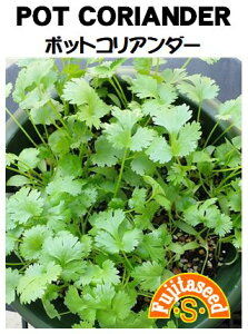 ycqz|bgRA_[POT CORIANDERn[u