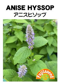 【藤田種子】アニスヒソップANISE HYSSOPハーブ種