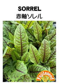 【藤田種子】赤軸ソレルSORRELハーブ 種