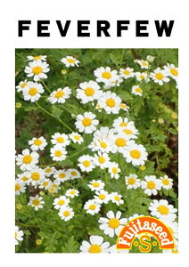 ycqztB[o[q[FEVERFEWn[u 