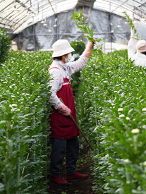 立ったままラクラク鎌　両刃【鹿児島】【枕崎産 鎌 薩摩 菊】