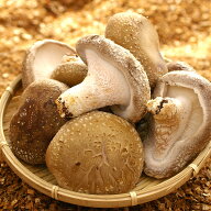 深山農園 中身美人 生しいたけ 冷蔵 訳あり 有機JAS 1,500g