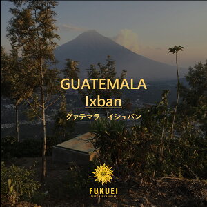 O@e} CVo 100gA200gA400gA1kg [ / XyVeB R[q[  hbv Xg[g  Â ]C ubN    xvh ӂ fukuei coffee 